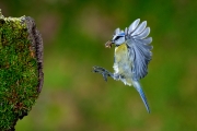 Mésange bleue en vol à l'arrivée au nid Lorraine France Mésange bleue en vol à l'arrivée au nid Lorraine France