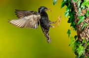Etourneau sansonnet (Sturnus vulgaris) en vol à l'arrivée au nid France Etourneau sansonnet (Sturnus vulgaris) en vol à l'arrivée au nid France