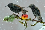 Etourneau sansonnet (Sturnus vulgaris) en hiver se nourrissant d'une pomme sous la neige Lorraine France Etourneau sansonnet (Sturnus vulgaris) en hiver se nourrissant d'une pomme sous la neige Lorraine France