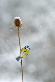 Mésange bleue (Parus caeruleus) en hiver perchée sur une cardère sauvage sèche (Dipsacus fullonum) sous la neige. Lorraine. France. Janvier Mésange bleue (Parus caeruleus) en hiver perchée sur une cardère sauvage sèche (Dipsacus fullonum) sous la neige. Lorraine. France. Janvier