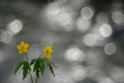 Anémone fausse renoncule (Anemone ranunculoides) en fleur devant une rivière, à contre jour, Lorraine, France, Avril Anémone fausse renoncule (Anemone ranunculoides) en fleur devant une rivière, à contre jour, Lorraine, France, Avril