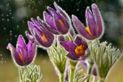 Anémone pulsatille (Pulsatilla vulgaris) sous la pluie, Lorraine, France Anémone pulsatille (Pulsatilla vulgaris) sous la pluie, Lorraine, France