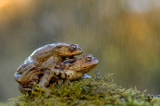 Crapaud commun (Bufo bufo) Accouplement France Crapaud commun (Bufo bufo) Accouplement France