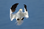 Fou de Bassan (Sula bassana) en vol, atterrissant dans la colonie, Île de Bass Rock, Ecosse, Royaume-Uni, Juillet Fou de Bassan (Sula bassana) en vol, atterrissant dans la colonie, Île de Bass Rock, Ecosse, Royaume-Uni, Juillet