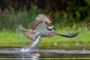 Balbuzard pêcheur (Pandion haliaetus) capturant un poisson, Ecosse, Royaume-Uni, Juillet Balbuzard pêcheur (Pandion haliaetus) capturant un poisson, Ecosse, Royaume-Uni, Juillet
