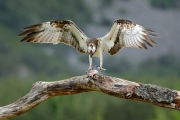 Balbuzard pêcheur (Pandion haliaetus) perché sur une branche avec un poisson capturé, Ecosse, Royaume-Uni, Juillet Balbuzard pêcheur (Pandion haliaetus) perché sur une branche avec un poisson capturé, Ecosse, Royaume-Uni, Juillet