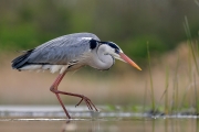 Héron cendré (Ardea cinerea) pêche à l'affût au bord d'un étang, Hongrie, Avril Héron cendré (Ardea cinerea) pêche à l'affût au bord d'un étang, Hongrie, Avril