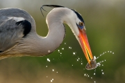Héron cendré (Ardea cinerea) à la pêche, un poisson dans le bec, Hongrie, Avril Héron cendré (Ardea cinerea) à la pêche, un poisson dans le bec, Hongrie, Avril