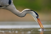 Héron cendré (Ardea cinerea) à la pêche, un poisson dans le bec, Hongrie, Avril Héron cendré (Ardea cinerea) à la pêche, un poisson dans le bec, Hongrie, Avril