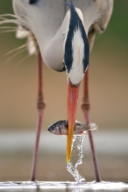 Héron cendré (Ardea cinerea) à la pêche, un poisson dans le bec, Hongrie, Avril Héron cendré (Ardea cinerea) à la pêche, un poisson dans le bec, Hongrie, Avril