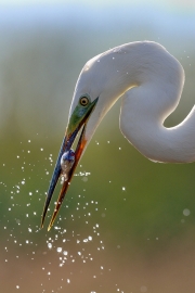 Grande aigrette (Casmerodius albus) pêche au bord d'un étang, un poisson dans le bec, Hongrie, Avril Grande aigrette (Casmerodius albus) pêche au bord d'un étang, un poisson dans le bec, Hongrie, Avril