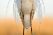 Grande aigrette (Casmerodius albus) détail plumage, Hongrie, Avril Grande aigrette (Casmerodius albus) détail plumage, Hongrie, Avril