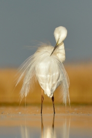 Grande aigrette (Casmerodius albus) toilette au bord d'un étang, Hongrie, Avril Grande aigrette (Casmerodius albus) toilette au bord d'un étang, Hongrie, Avril