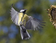 02_Approche-acrobatique-copie