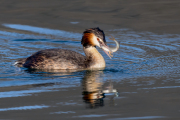 22_Le-repas-du-grebe 22_Le-repas-du-grebe