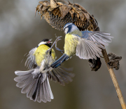 27_Mesanges-belliqueuses 27_Mesanges-belliqueuses