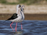 29_Tendre-promenade 29_Tendre-promenade