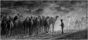 4-Gilles_Bordes-Pages_Camel_caravan
