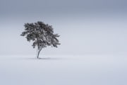 3-Olivier_Masson_L'arbre_de_Méjean_Diplôme_paysage