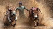 11-Martine_Bigot_Cow_racing
