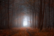 brume-matinale