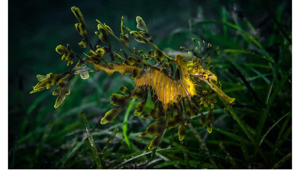 hippocampe feuillu - leafy seadragon - Phycodurus eques
