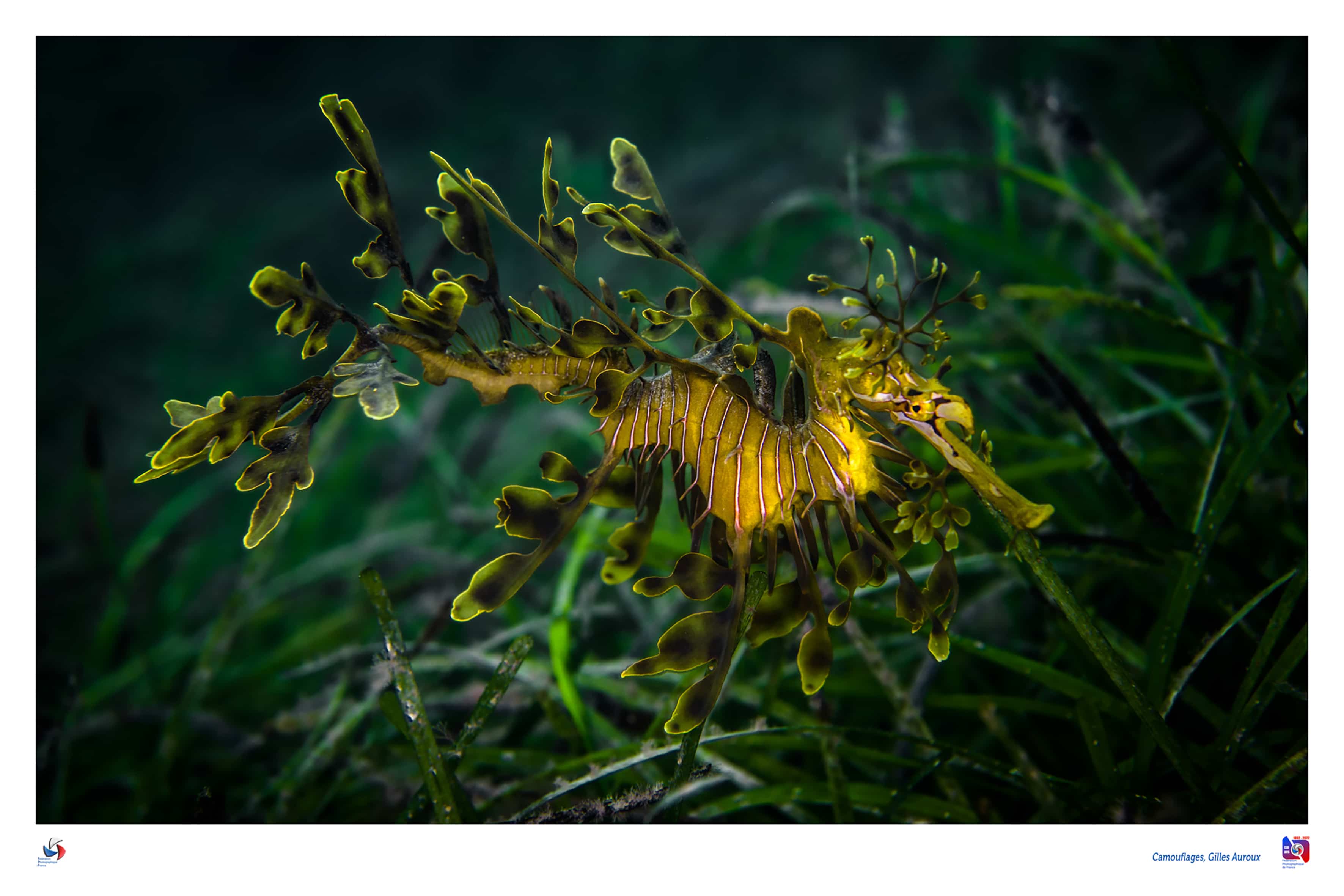 hippocampe feuillu - leafy seadragon - Phycodurus eques