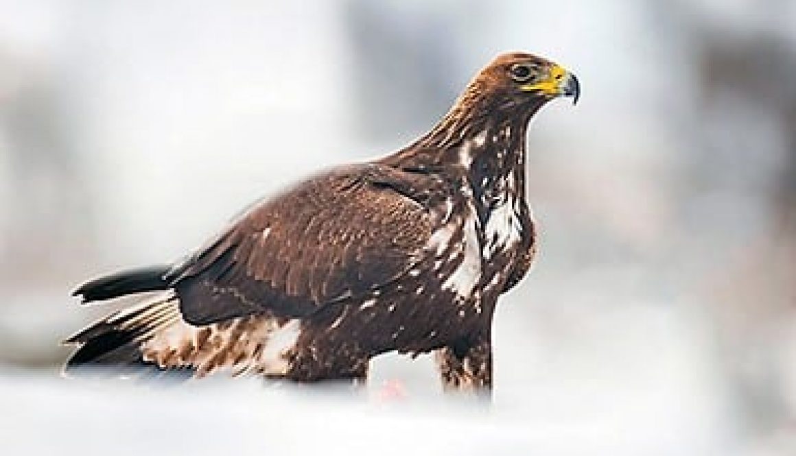 aigle