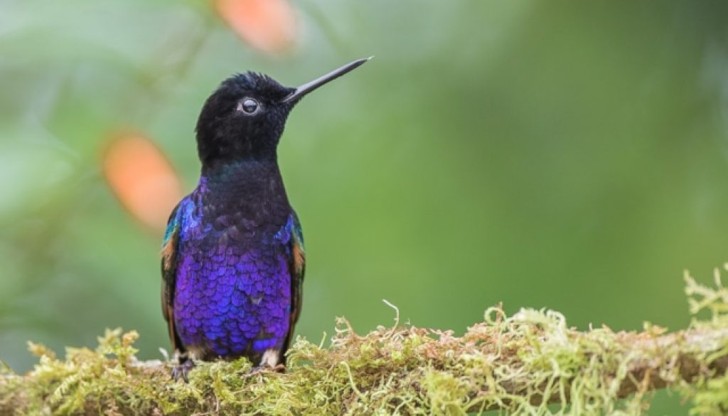 Bernard Prévost-colibri de jardine