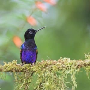 Bernard Prévost-colibri de jardine