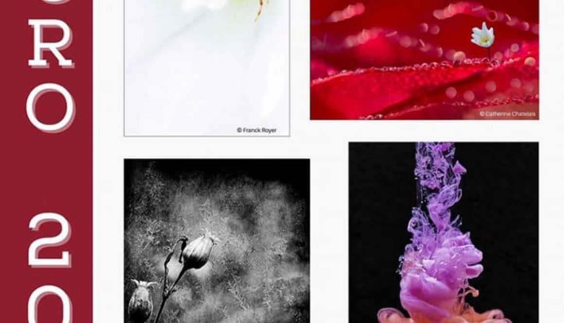 Concours photo macrophotographie numérique