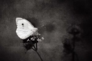 16_Petit papillon