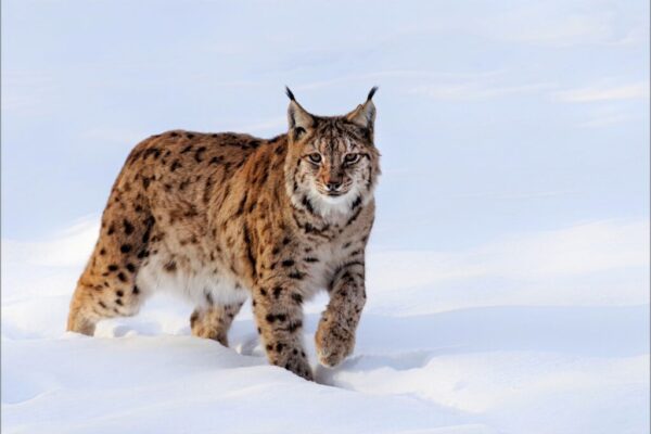 Henri-Noël BLOTTIAUX - Lynx en hiver