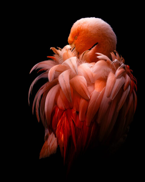 National 1 Papier Couleur - GROSMAIRE Christophe - Mon truc en plumes - 1ère place