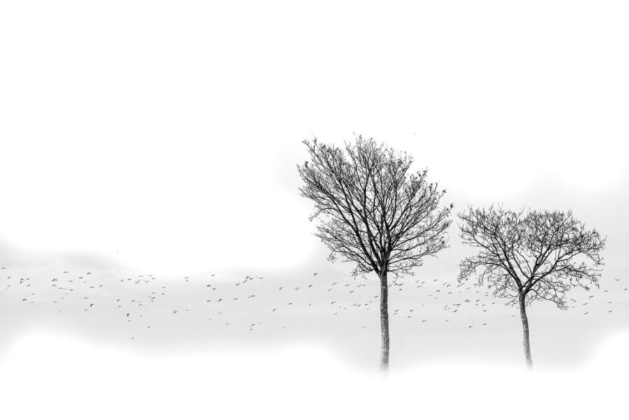 National 2 Papier Monochrome - FABISCH Anne-Marie - Murmuration - 2ème place