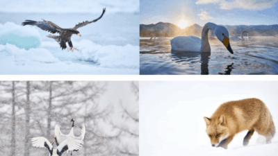 Tour Photo Hokkaido Tour Photo Hokkaido
