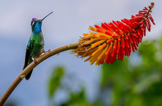 01_Les_oiseaux_du_Costa_Rica_Jean-Louis_Carves (2)