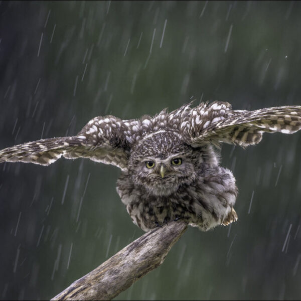 58 - Biennale nature FIAP 2024