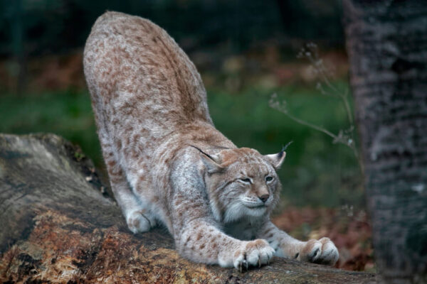 Maëlys VANDENWEGHE - Lynx