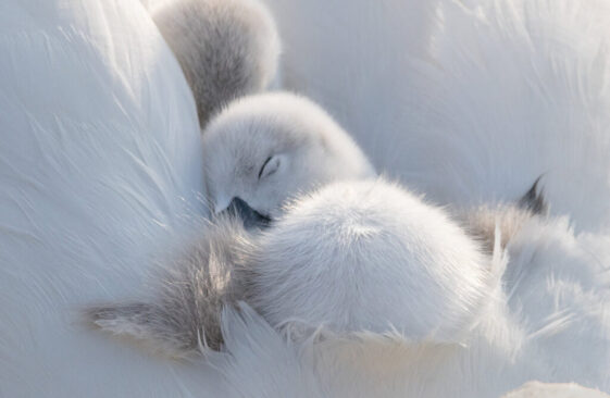 AUTHIÉ Anne-Lise - Berceau de plumes
