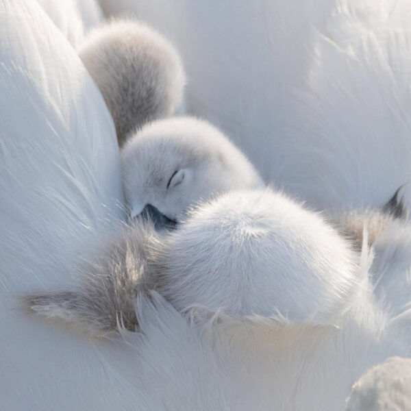 62-Nature Montier 2025