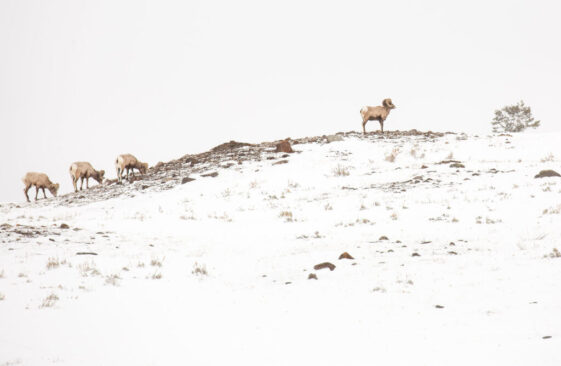 Anne-Gerlinger_L'hiver sauvage (1)