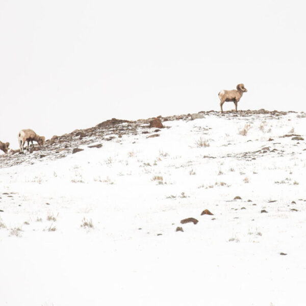 63B - Nature Montier 2025