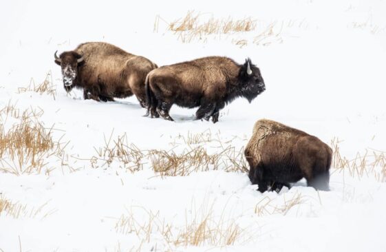 Anne-Gerlinger_L'hiver sauvage (3)