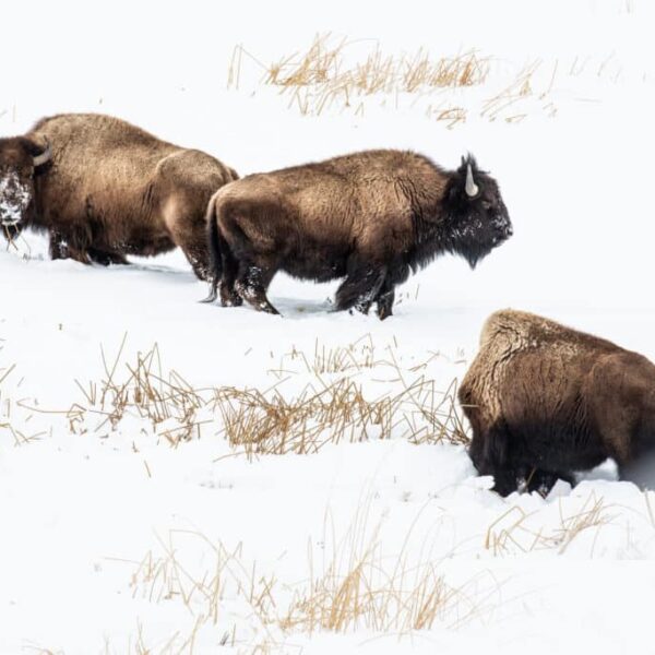 63A - Nature Montier 2025