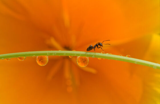 La Traversée - Céline MONDINIER