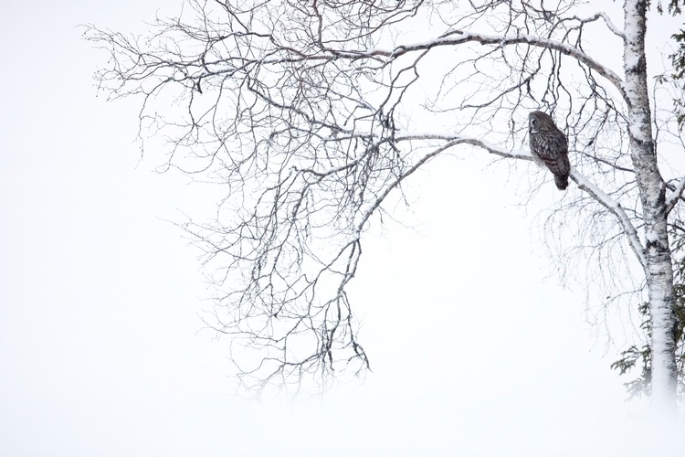 Partez à la découverte de la Laponie finlandaise Partez à la découverte de la Laponie finlandaise