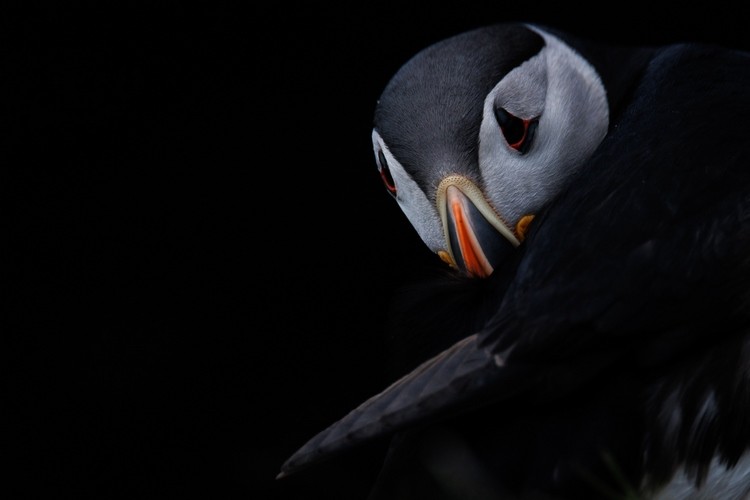 Norvège Photographiez les oiseaux de mer et de la toundra Norvège Photographiez les oiseaux de mer et de la toundra