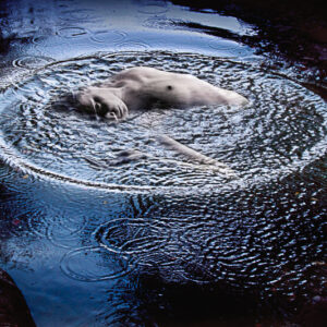 Francis Porras Francis Porras