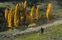 Voir les images Voir les images